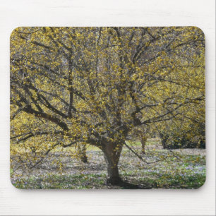 Mousepad Dogwood da cereja de cornalina e glória da neve