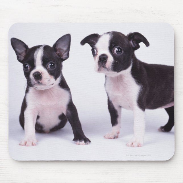 Mousepad Dois cachorros pretos e brancos (Frente)