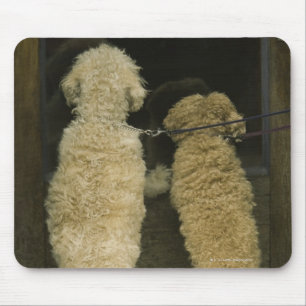 Mousepad Dois cães que olham na janela da porta, vista