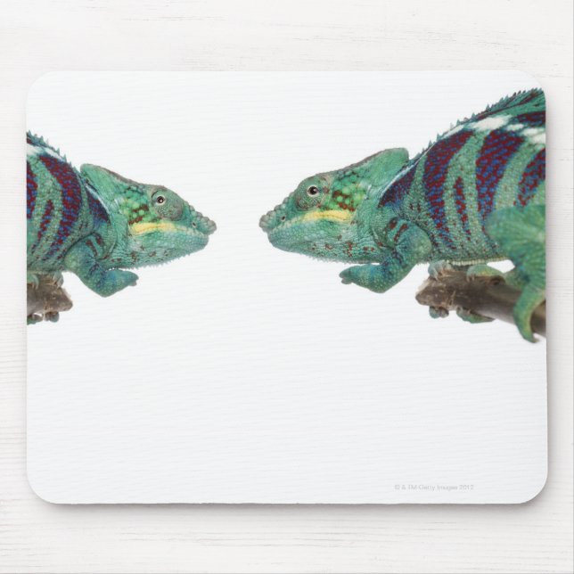 Mousepad Dois Camaleões Panther Nosy Be (Furcifer) (Frente)