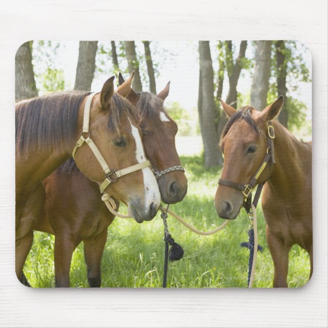 Mousepad Dois cavalos americanos do Quarter à sombra (Frente)