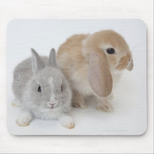 Mousepad Dois coelhos. Anão de Netherland e Holland Lop.