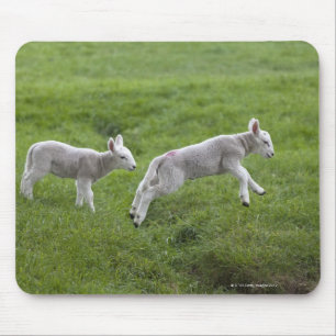 Mousepad Dois cordeiros