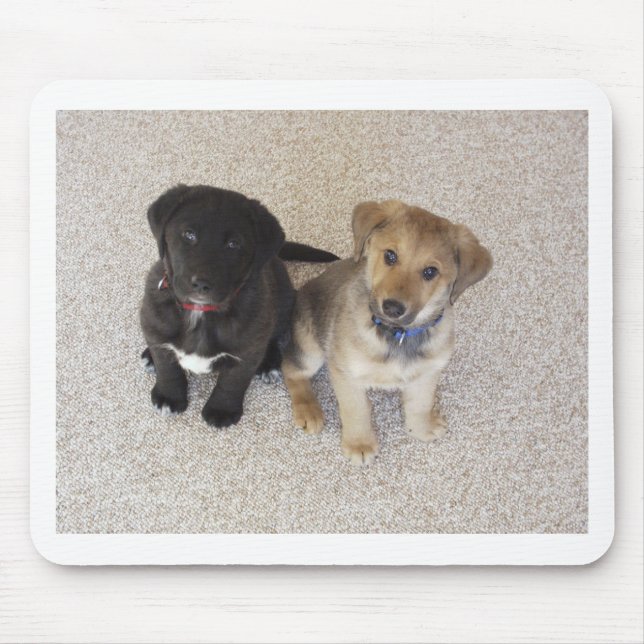 Mousepad Dois Cute Labrador Puppies (Frente)