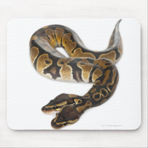 Mousepad Dois dirigiram o pitão real ou o pitão da bola -
