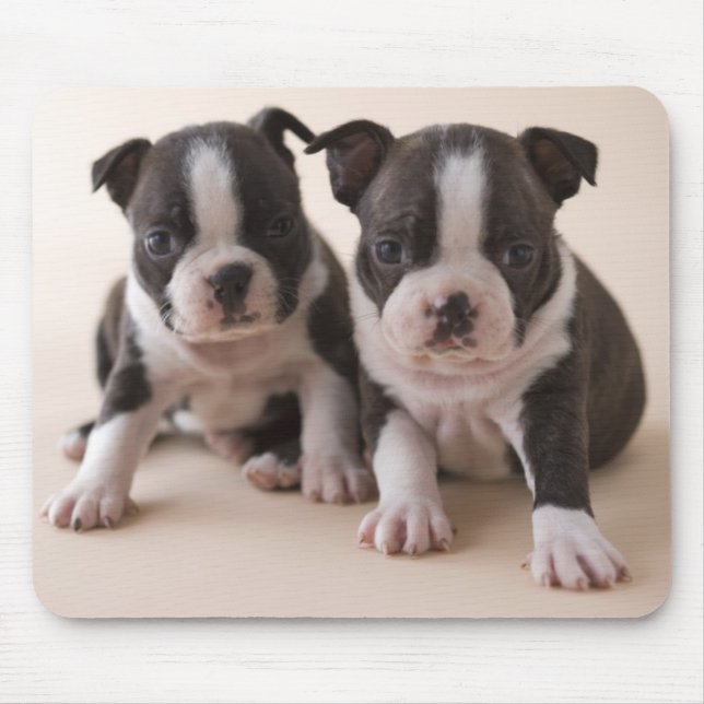 Mousepad Dois filhotes de cachorro de Boston Terrier (Frente)