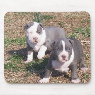 MOUSEPAD DOIS FILHOTES DE CACHORRO DE PITBULL