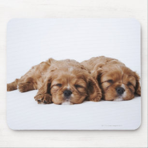 Mousepad Dois filhotes de cachorro descuidados do Spaniel