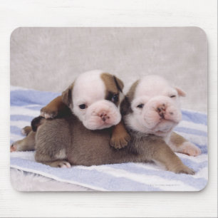 Mousepad Dois filhotes de cachorro do buldogue na toalha