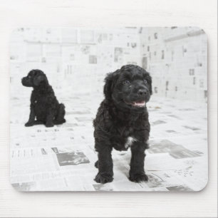 Mousepad Dois filhotes de cachorro portugueses do cão de