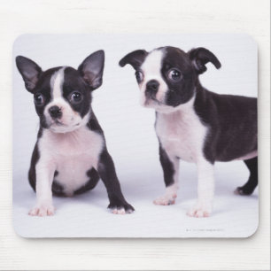Mousepad Dois filhotes de cachorro preto e branco
