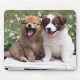 Mousepad Dois filhotes de cachorro que sentam-se junto