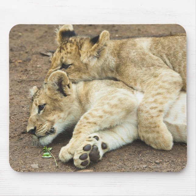 Mousepad Dois filhotes de leões tocando. (Frente)
