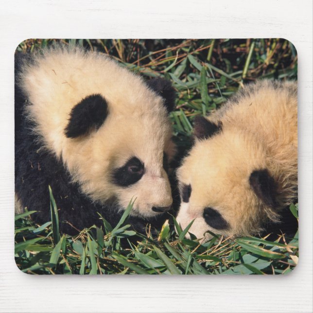 Mousepad Dois filhotes de panda no arbusto de bambu, Wolong (Frente)