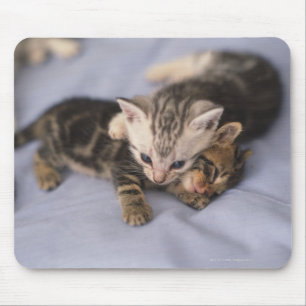 Mousepad Dois gatinhos