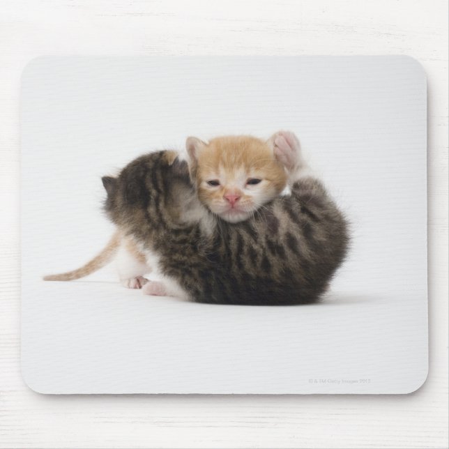 Mousepad Dois gatinhos abraçados sobre fundo branco (Frente)