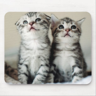 Mousepad Dois gatinhos bonitos