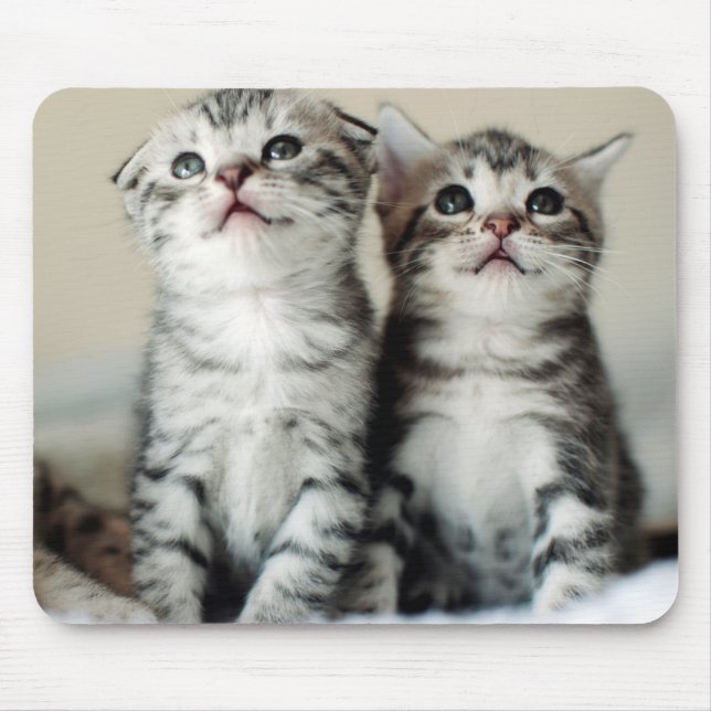 Mousepad Dois gatinhos bonitos (Frente)