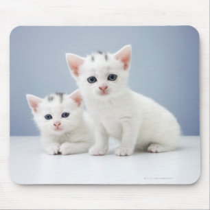 Mousepad Dois gatinhos brancos muito novos olham fixamente