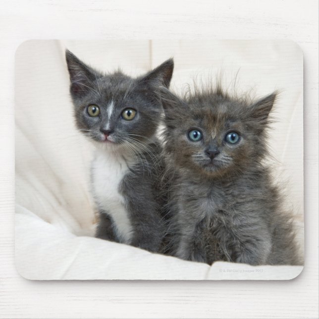 Mousepad Dois gatinhos de mesa (Frente)