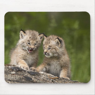 Mousepad Dois gatinhos do lince de Canadá (lince