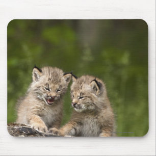 Mousepad Dois gatinhos do lince de Canadá que jogam em um