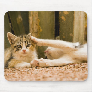 Mousepad Dois gatinhos, Marrocos