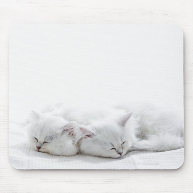 Mousepad Dois Gatinhos Persa (Frente)