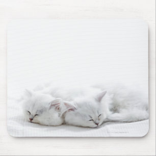 Mousepad Dois gatinhos persas