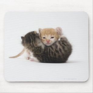 Mousepad Dois gatinhos que afagam no fundo branco