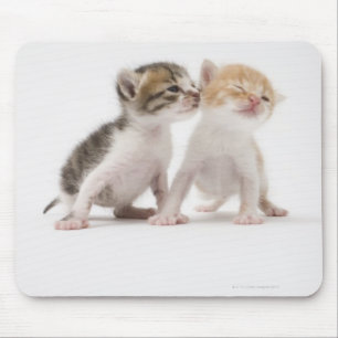 Mousepad Dois gatinhos que beijam contra o fundo branco
