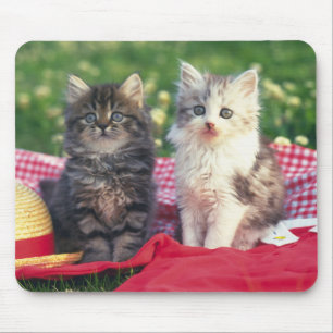 Mousepad Dois gatinhos que sentam-se em uma cobertura
