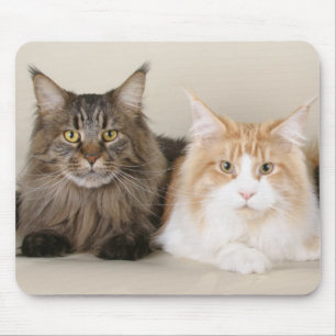 Mousepad Dois Gatos De Casca