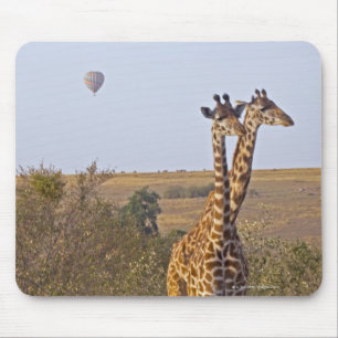 Mousepad Dois girafas (camelopardalis) do Giraffa, Masai