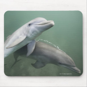 Mousepad Dois golfinhos subaquáticos