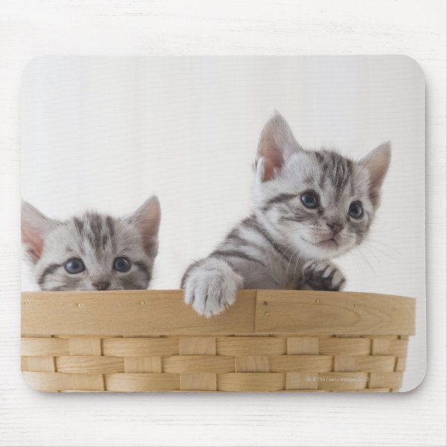 Mousepad Dois Kittens de Shorthair Americanos (Frente)