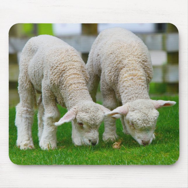 Mousepad Dois Lambs Grazing (Frente)
