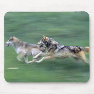 Mousepad Dois lobos no prado da montanha