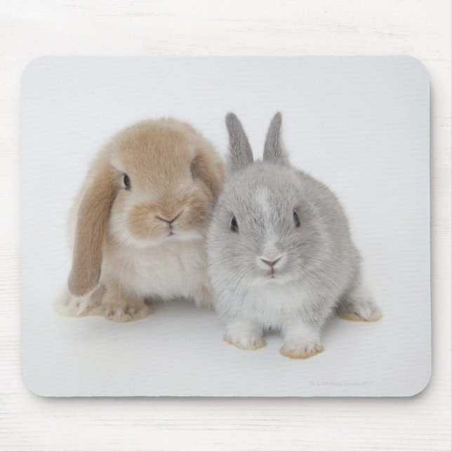 Mousepad Dois Países Baixos anão e bunnias Holland Lop (Frente)