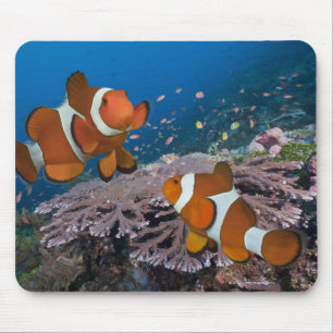 Mousepad Dois Palangres