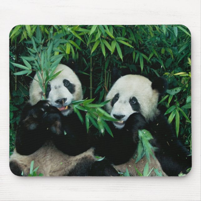 Mousepad Dois pandas comendo bambu juntos, Wolong (Frente)