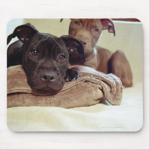 Mousepad Dois terrier de pitbull que sentam-se dentro,