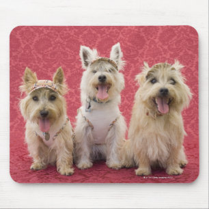 Mousepad Dois terrier do cairin e um westie