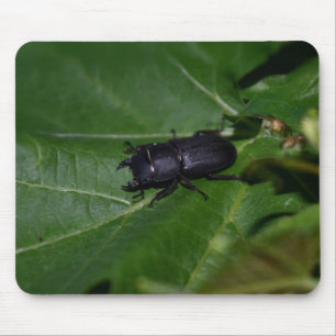 Mousepad Dorcus parallelipipedus , o escaravelho inferior