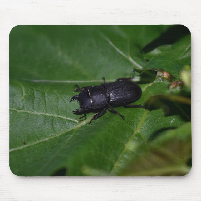 Mousepad Dorcus parallelipipedus , o escaravelho inferior (Frente)