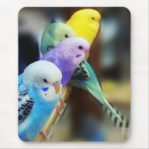 Mousepad dos Parakeets