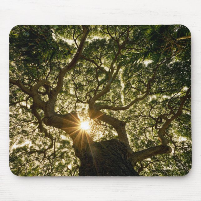 Mousepad Dossel de árvore Sunstar do Banyan (Frente)