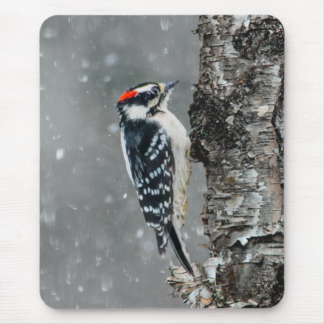 Mousepad Downy Woodpecker em Neve - Foto Original (Frente)