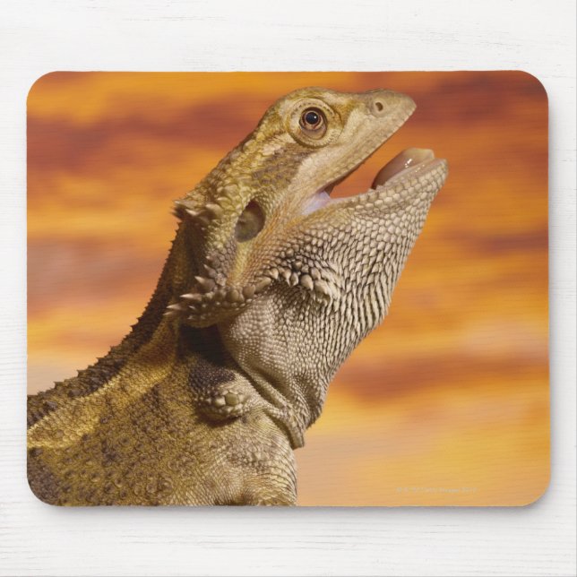 Mousepad Dragão barbudo (Pogona Vitticeps) na rocha, (Frente)