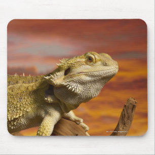 Mousepad Dragão barbudo (Pogona Vitticeps) no galho,